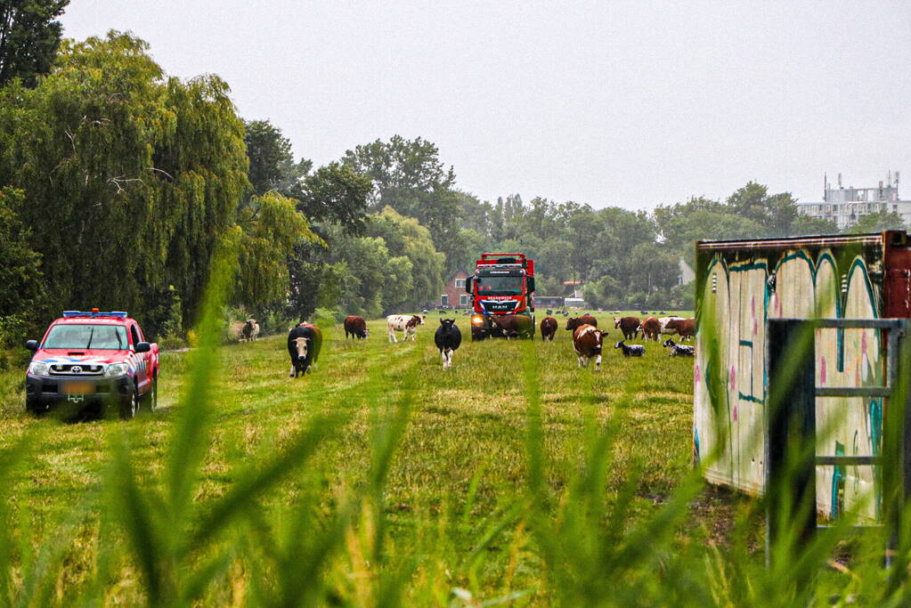 Paard met kraan uit sloot getakeld