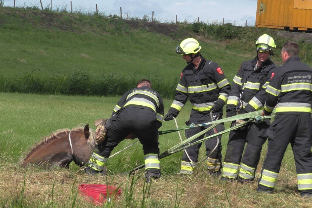 Paard vast in sloot