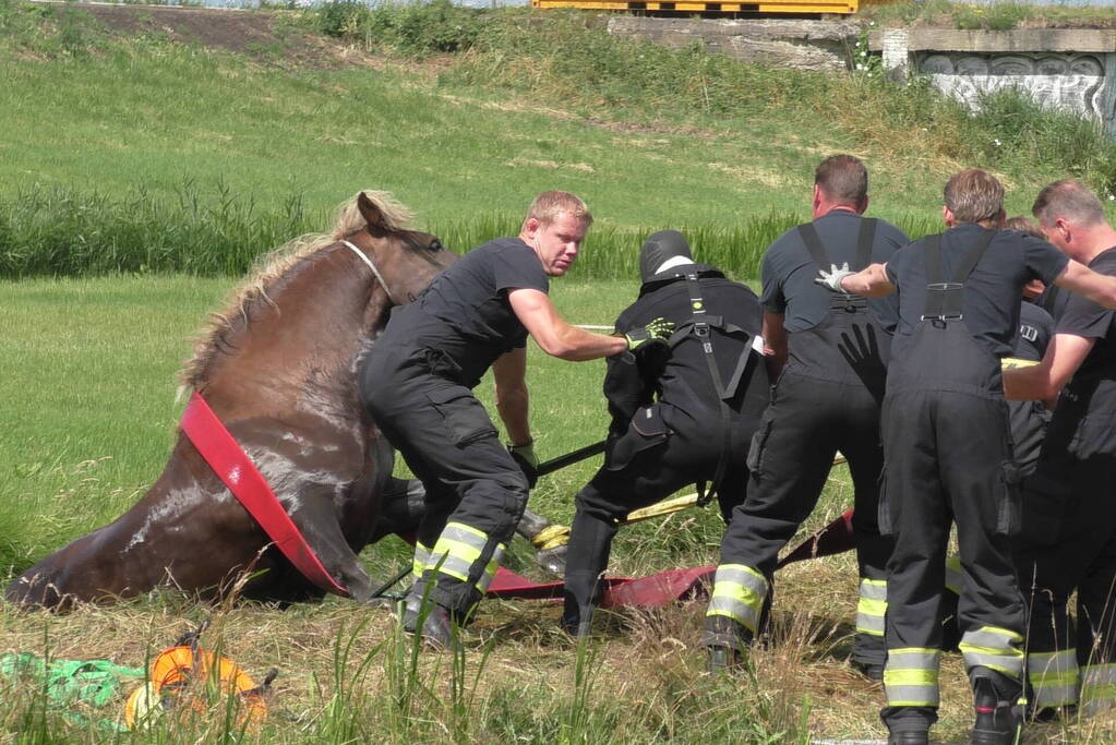 Paard vast in sloot