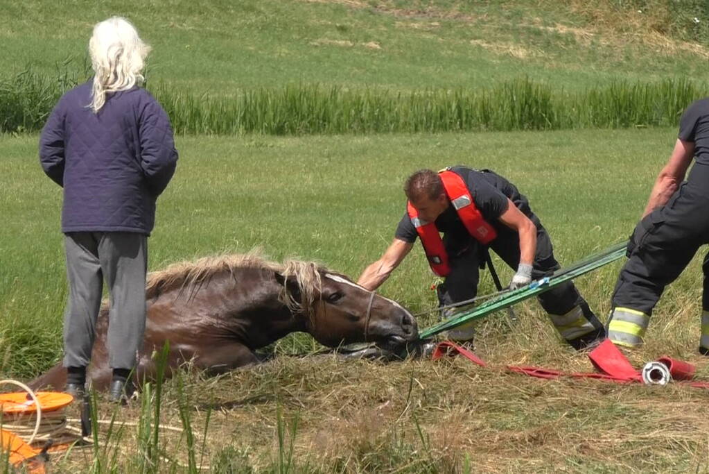 Paard vast in sloot