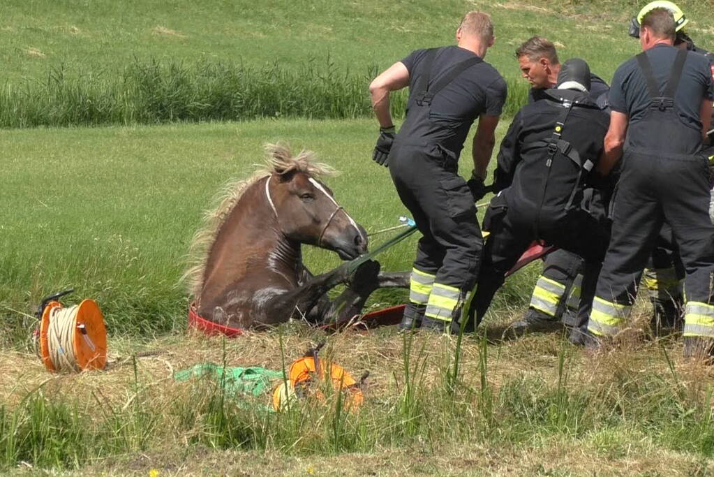 Paard vast in sloot