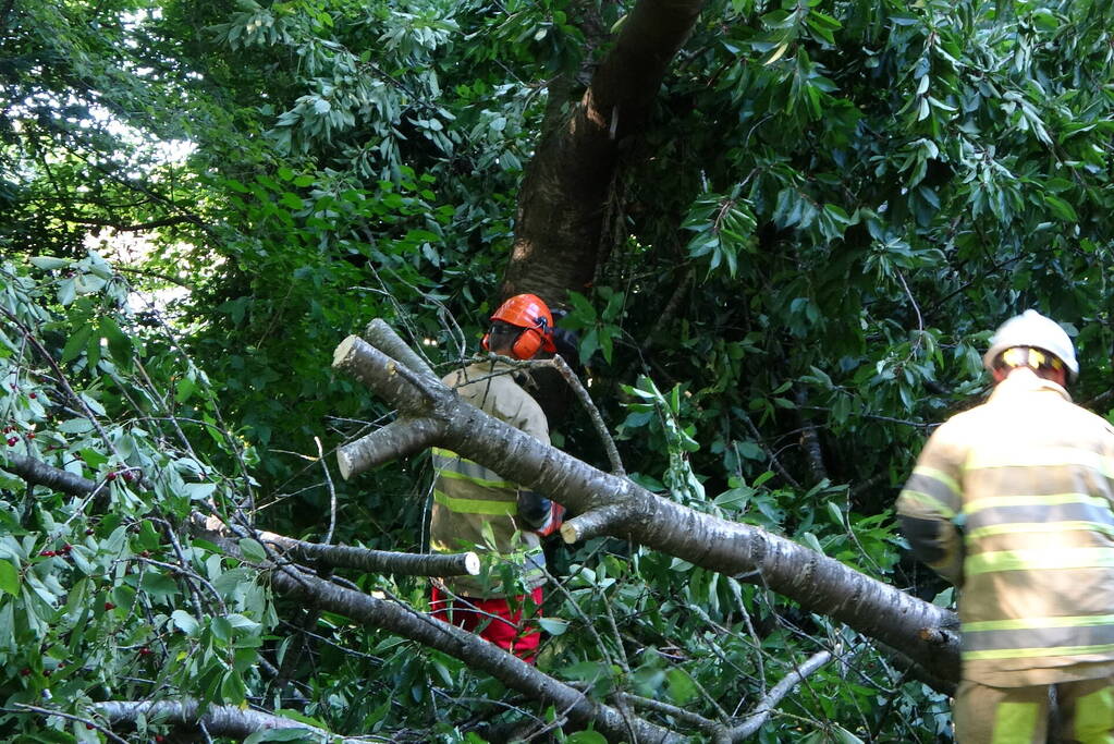 Grote boom dreigt over voetpad te vallen