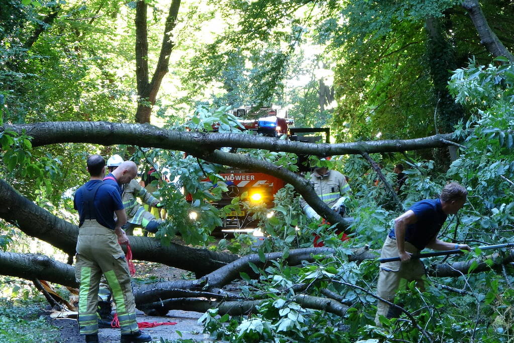 Grote boom dreigt over voetpad te vallen