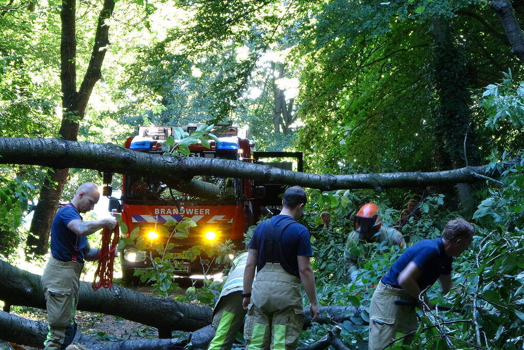 Grote boom dreigt over voetpad te vallen