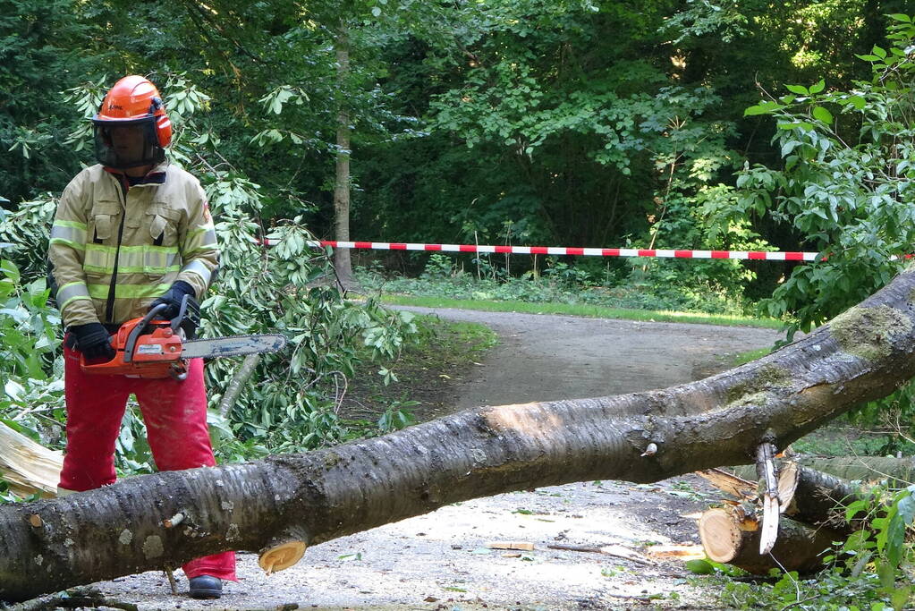 Grote boom dreigt over voetpad te vallen