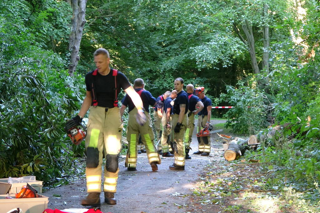 Grote boom dreigt over voetpad te vallen