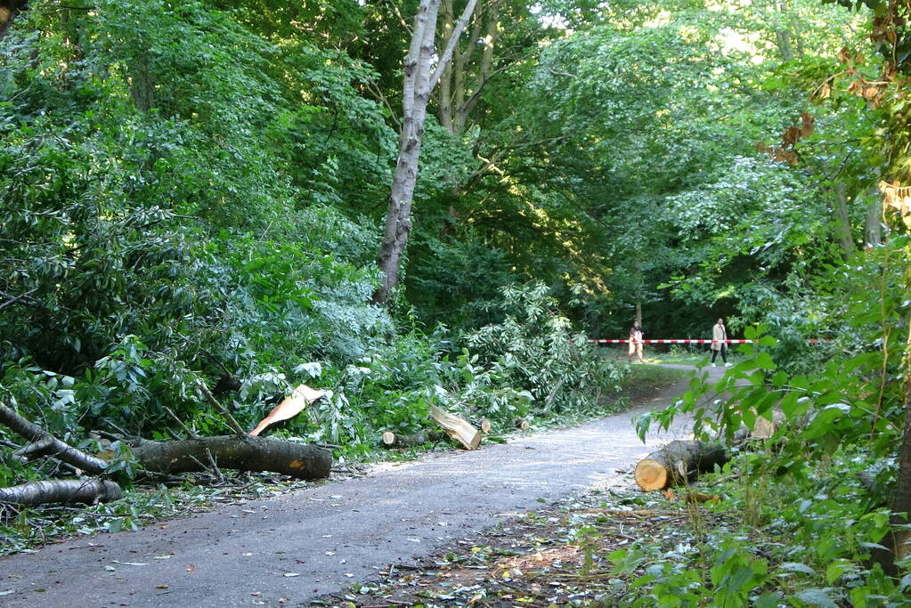 Grote boom dreigt over voetpad te vallen