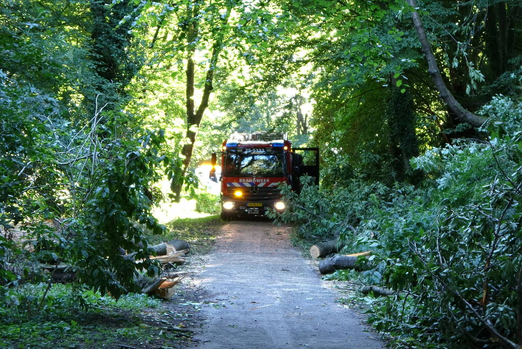Grote boom dreigt over voetpad te vallen