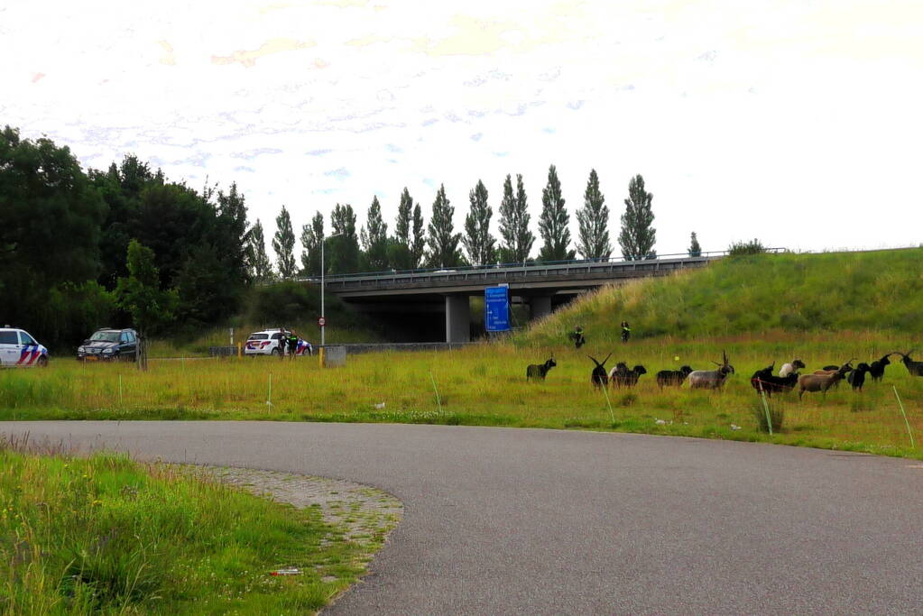 Kudde schapen langs de snelweg uitgebroken