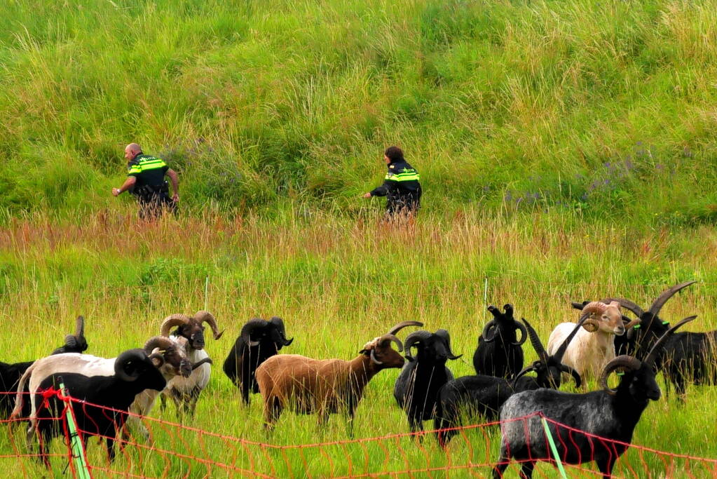 Kudde schapen langs de snelweg uitgebroken