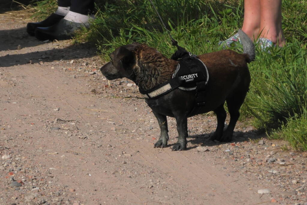 Hondje ontsnapt aan baasje en plonst in sloot