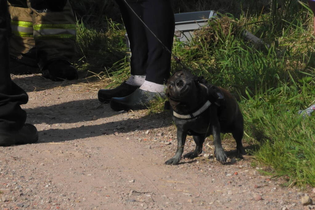 Hondje ontsnapt aan baasje en plonst in sloot