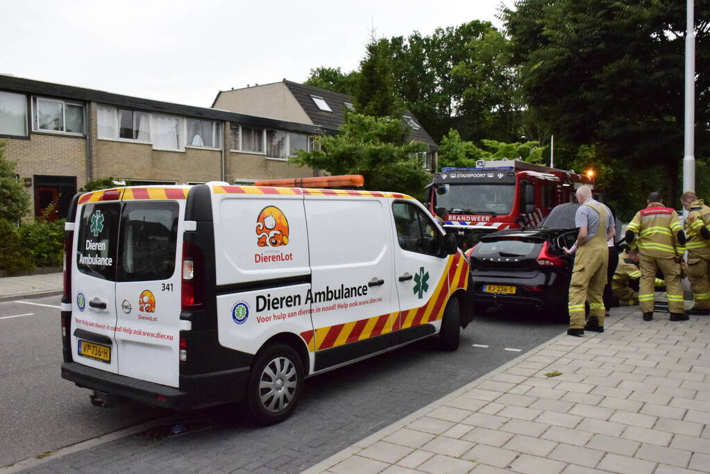Jonge kat klimt in dashboard van auto