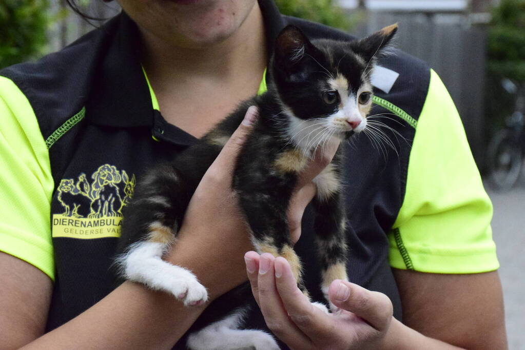 Jonge kat klimt in dashboard van auto