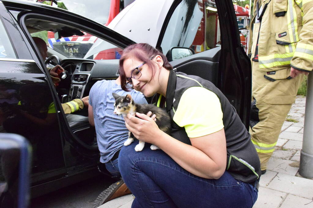 Jonge kat klimt in dashboard van auto