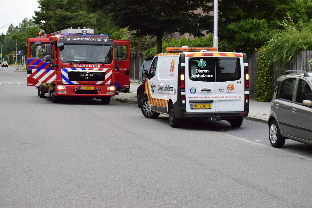 Jonge kat klimt in dashboard van auto