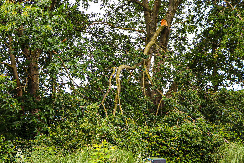 Grote tak van boom afgebroken over voetpad