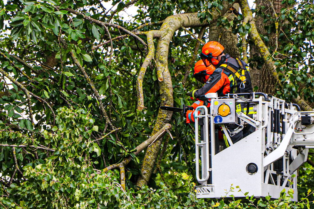 Grote tak van boom afgebroken over voetpad