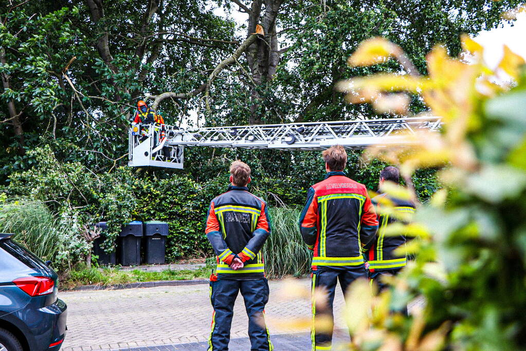 Grote tak van boom afgebroken over voetpad