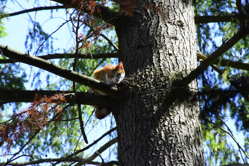 Kat Sam kiest hazenpad na reddingsactie