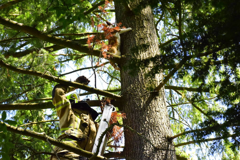 Kat Sam kiest hazenpad na reddingsactie