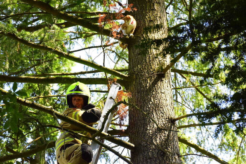 Kat Sam kiest hazenpad na reddingsactie