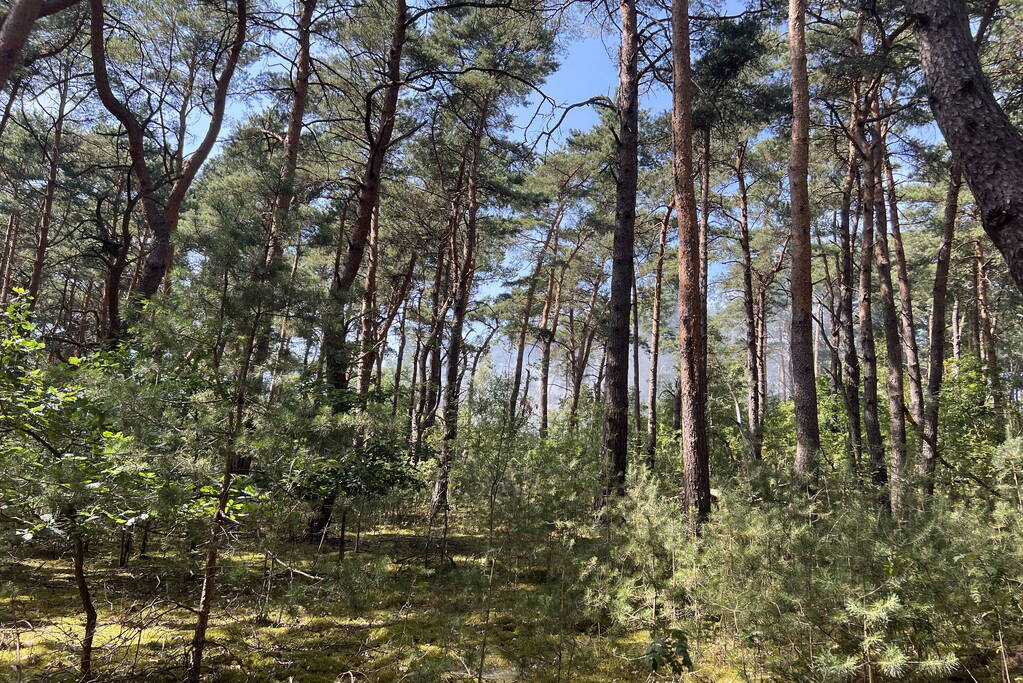 Flinke natuurbranden op de Brunssummerheide