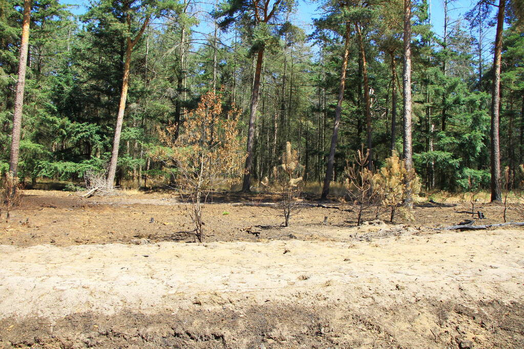 Stuk bosgebied in brand