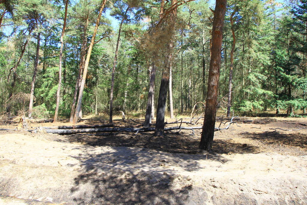 Stuk bosgebied in brand