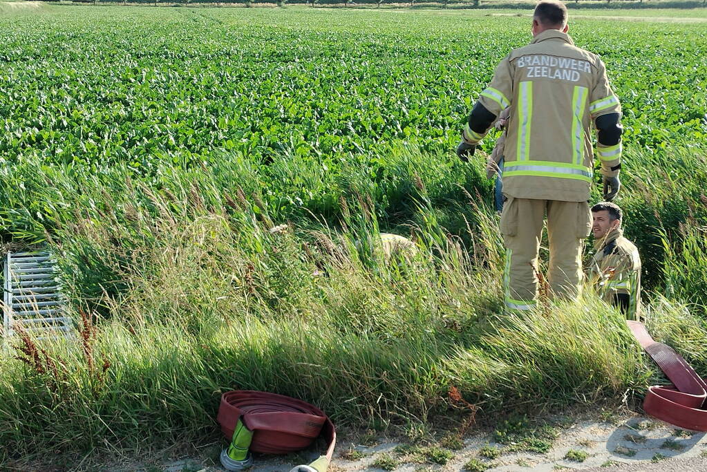 Veel mankrachten ingezet bij paard te water