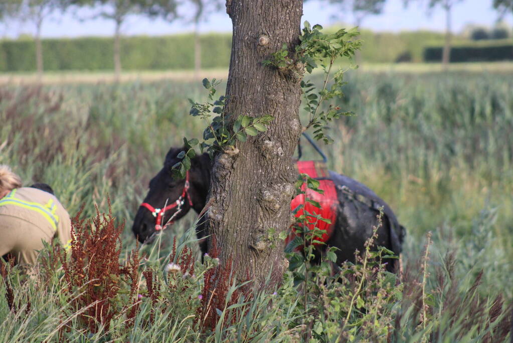 Veel mankrachten ingezet bij paard te water