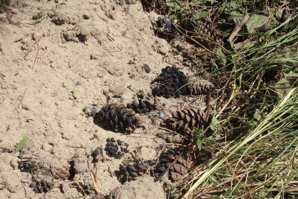 Brand in natuurgebied snel geblust