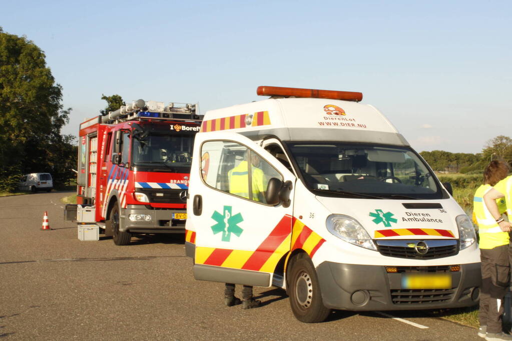 Brandweer redt vastzittende meerkoet