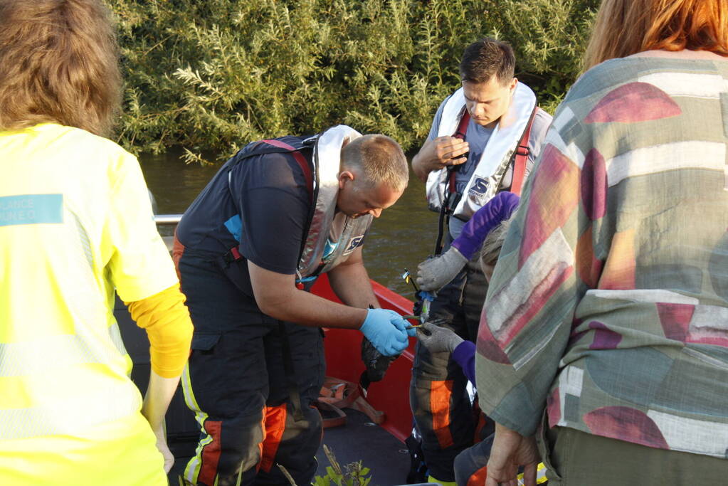 Brandweer redt vastzittende meerkoet