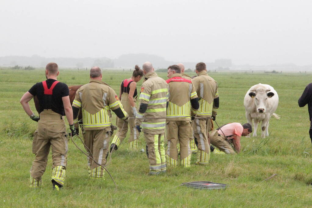 Koe springt twee keer in een sloot