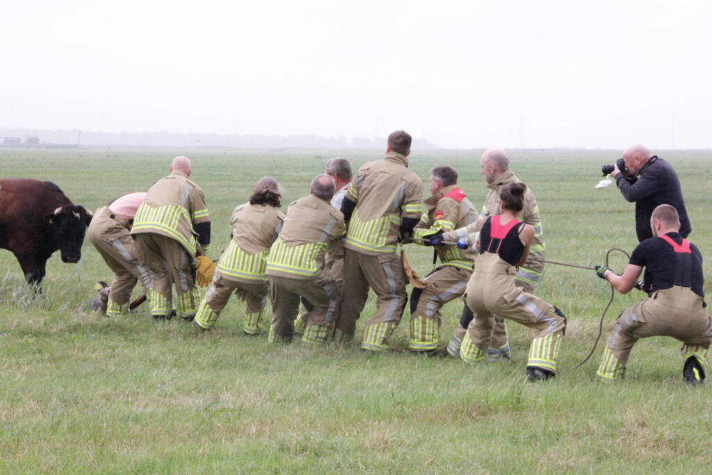 Koe springt twee keer in een sloot