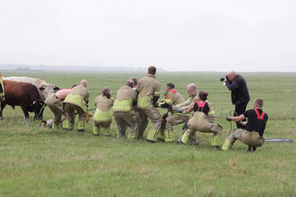 Koe springt twee keer in een sloot