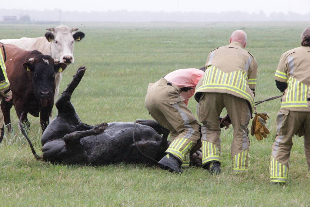 Koe springt twee keer in een sloot
