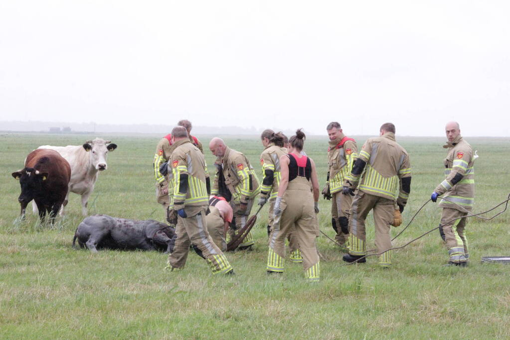 Koe springt twee keer in een sloot