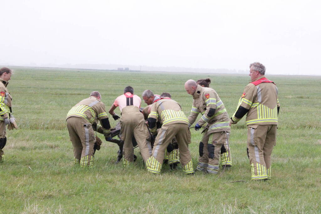 Koe springt twee keer in een sloot