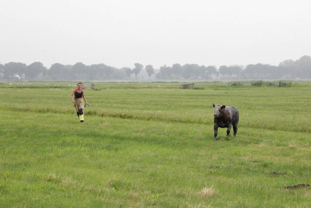 Koe springt twee keer in een sloot