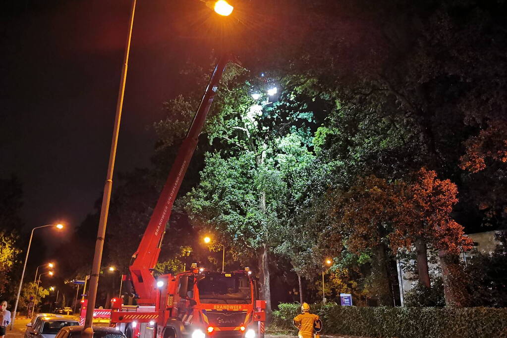 Bliksem slaat in boom man komt met schrik vrij