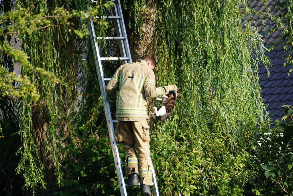 Brandweer redt kat uit boom