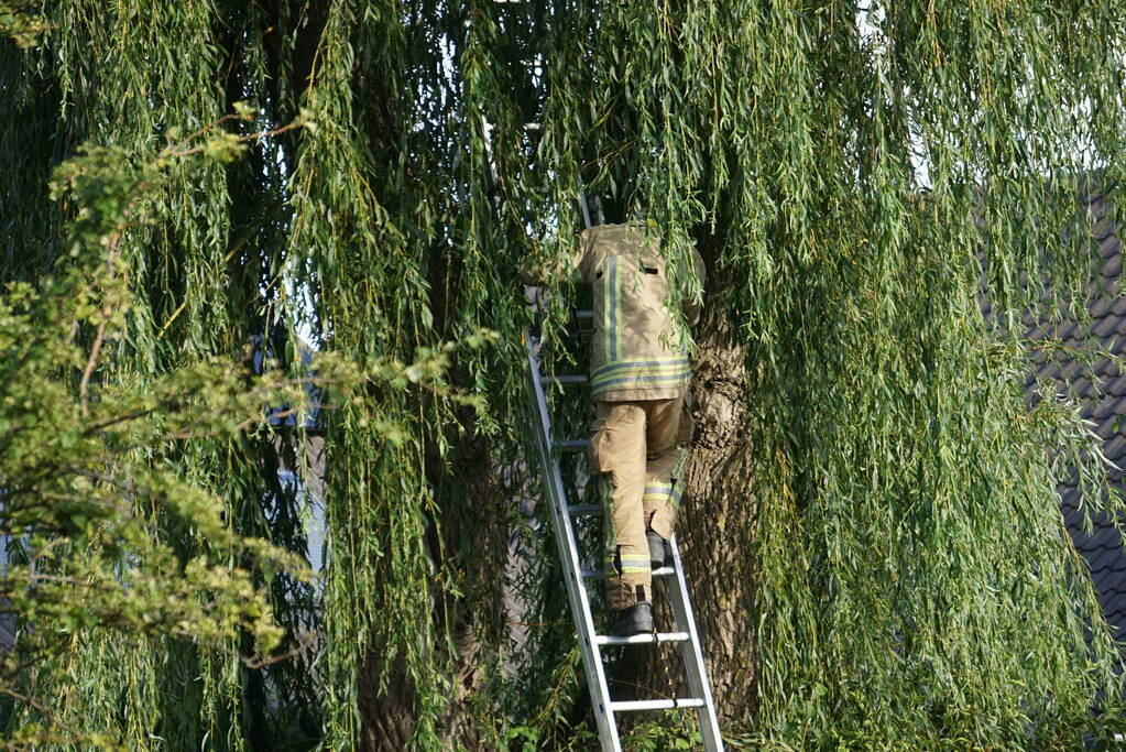 Brandweer redt kat uit boom