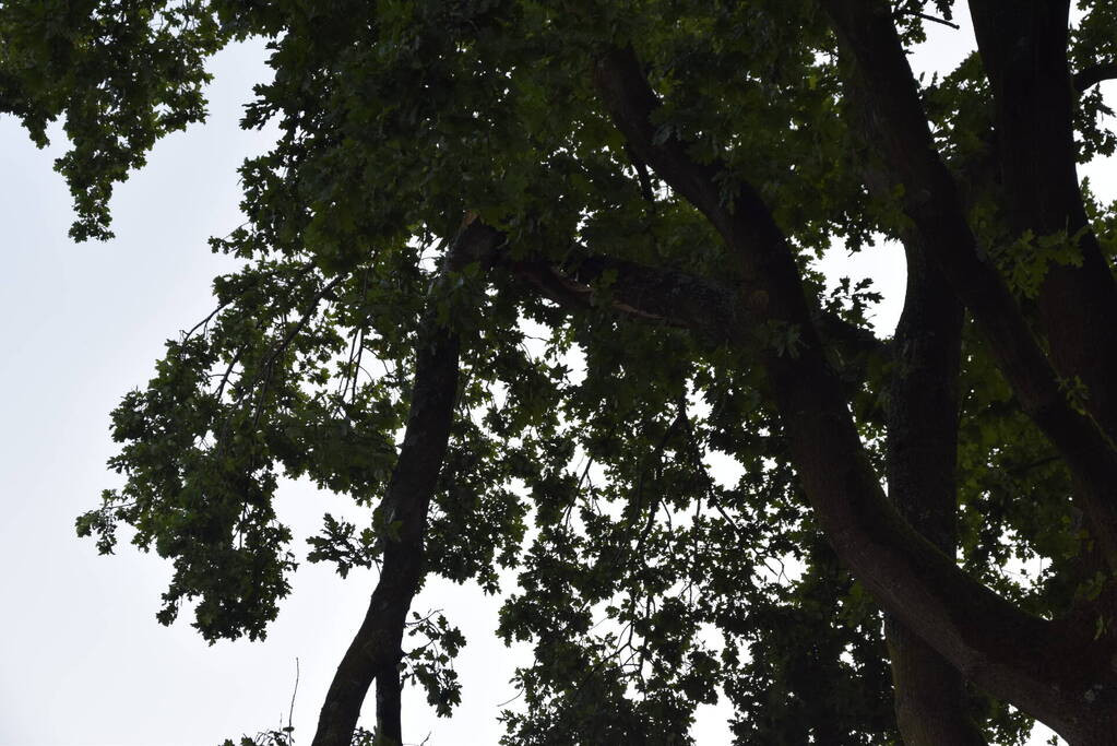 Brandweer ingezet voor afgebroken tak