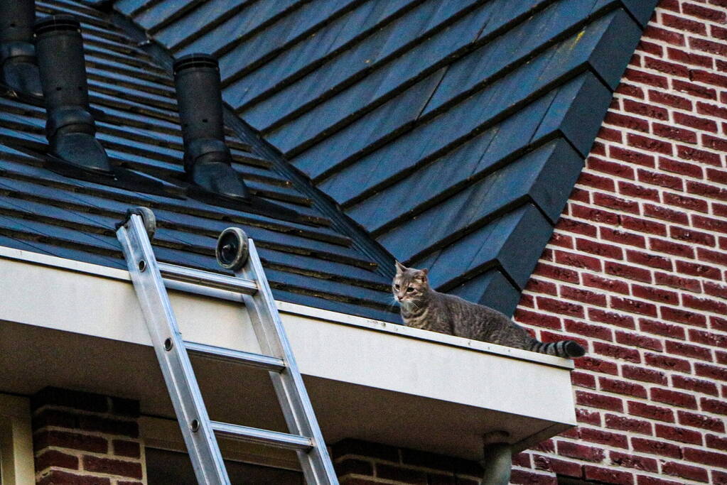 Brandweer ingezet voor kat op dak van woning