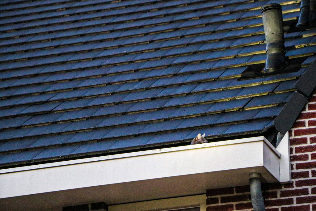 Brandweer ingezet voor kat op dak van woning