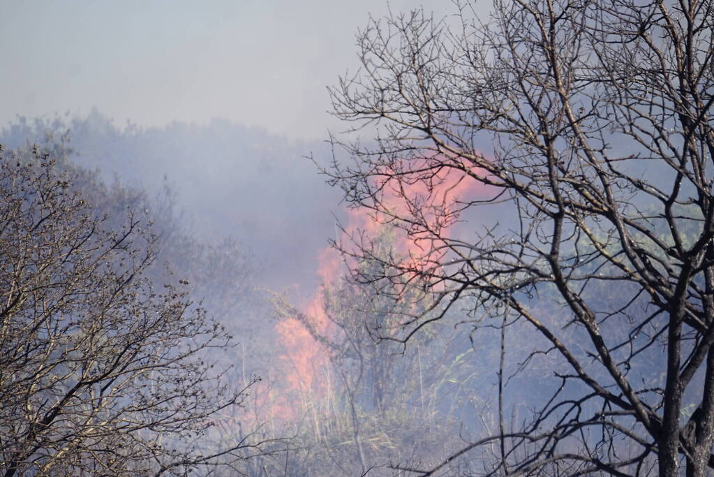 Brandweer massaal ingezet bij grote duinbrand