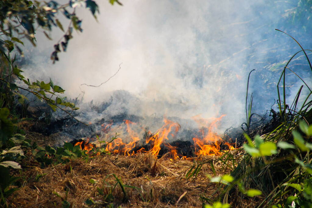 Bosschage Park Groenoord in brand