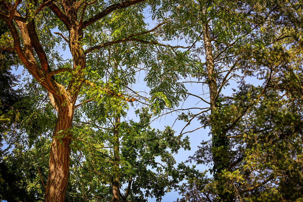 Brandweer verwijdert takken bij Elimkerk